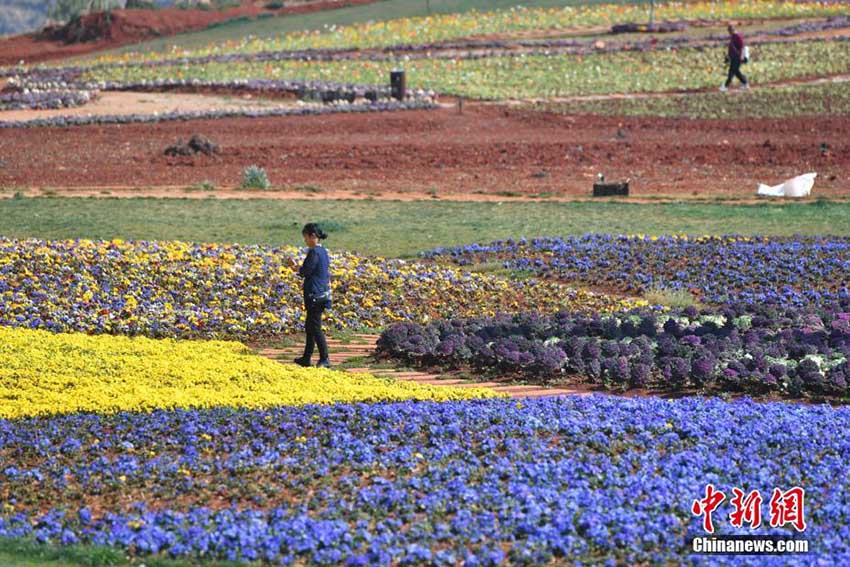 カラフルな花畑広がる初春の昆明、春を満喫する人々