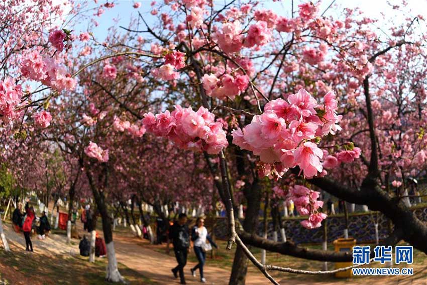 昆明市円通山公園の桜の花が一斉に開花　雲(yún)南省