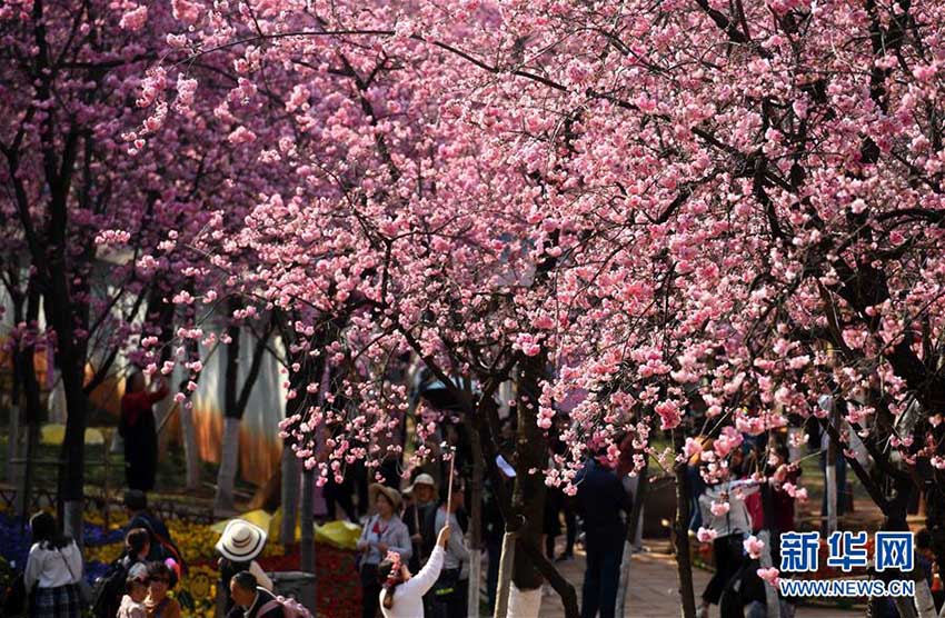 昆明市円通山公園の桜の花が一斉に開花　雲(yún)南省