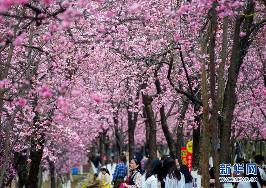 昆明市円通山公園の桜の花が一斉に開花　雲(yún)南省