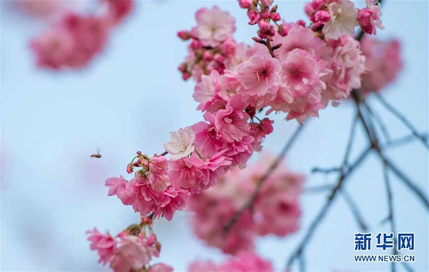 昆明市円通山公園の桜の花が一斉に開花　雲(yún)南省