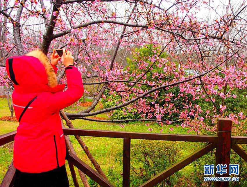 美しい桜の花を堪能　「上海桜フェスティバル」が間もなく開(kāi)幕