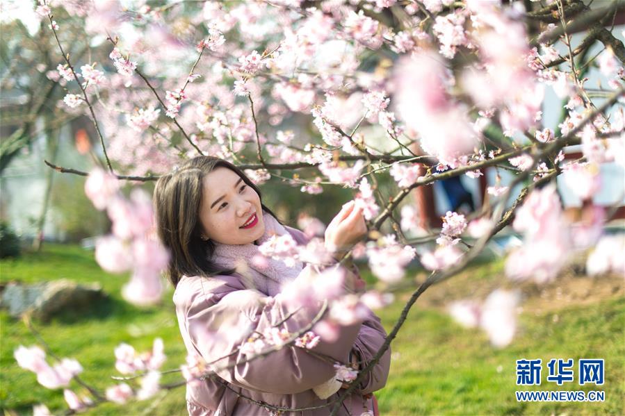 武漢?東湖で桜祭り開幕