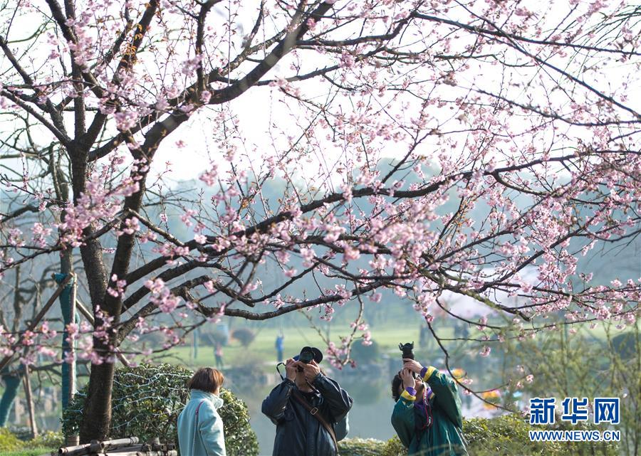 武漢?東湖で桜祭り開幕