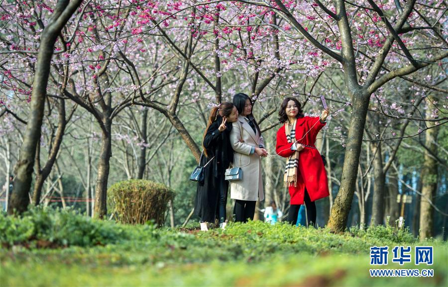 武漢?東湖で桜祭り開幕