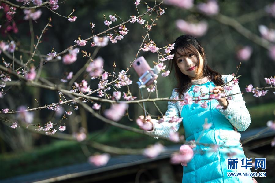 武漢?東湖で桜祭り開幕