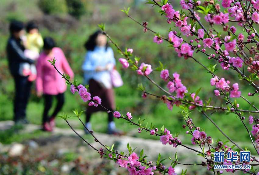 福建省各地で開(kāi)花シーズンを迎えた春の花々