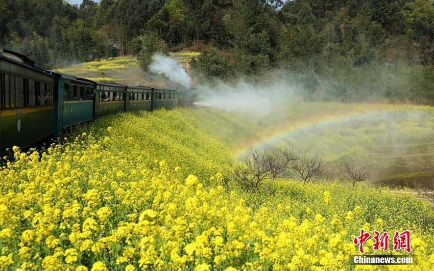 花畑の間を通る蒸気機関車に多くの観光客が集まる　四川省