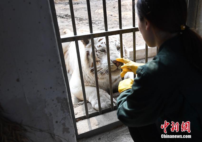 吉林省の虎園で飼育員として働く女性　「チャレンジに満ちた仕事」