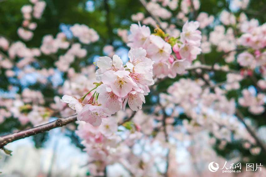 春の花々が開花した靜安雕塑公園　多くの上海市民が押し寄せる