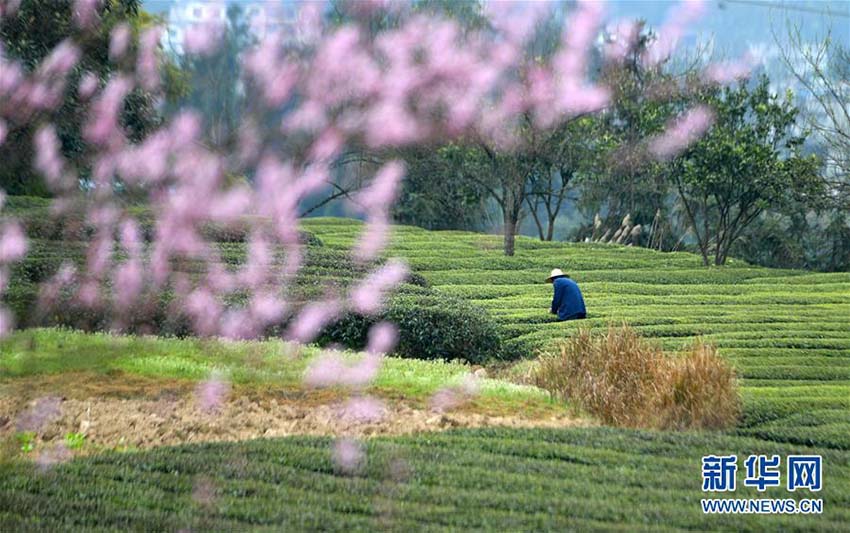 春の新茶の香り漂う芭蕉トン族郷で新茶摘みに勤しむ茶農(nóng)家　湖北省