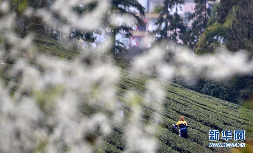 春の新茶の香り漂う芭蕉トン族郷で新茶摘みに勤しむ茶農(nóng)家　湖北省