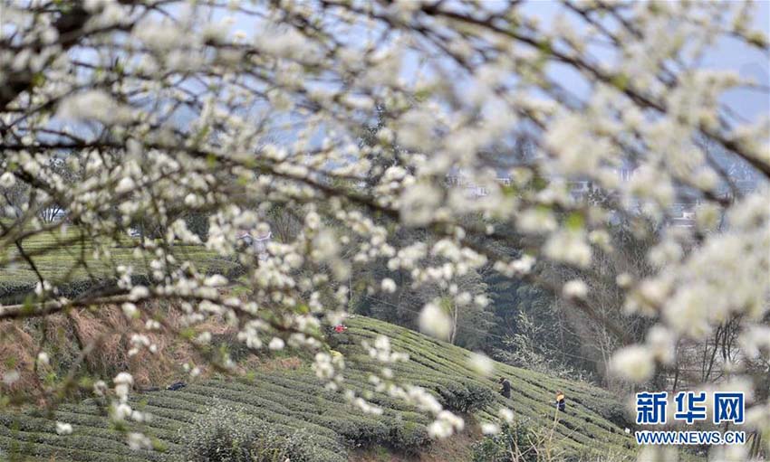 春の新茶の香り漂う芭蕉トン族郷で新茶摘みに勤しむ茶農(nóng)家　湖北省