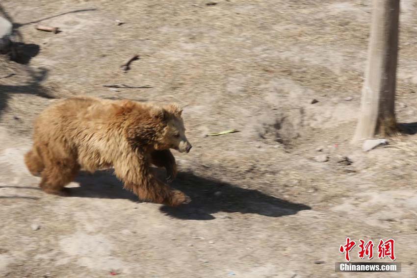 暖かい春の日差しを浴びてのんびり過(guò)ごす青蔵高原野生動(dòng)物園の動(dòng)物たち