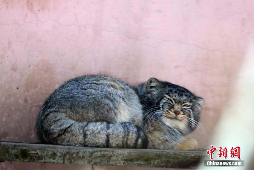 暖かい春の日差しを浴びてのんびり過ごす青蔵高原野生動物園の動物たち