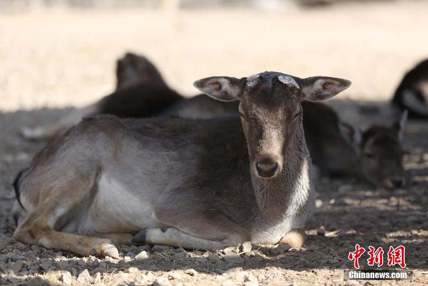 暖かい春の日差しを浴びてのんびり過ごす青蔵高原野生動(dòng)物園の動(dòng)物たち