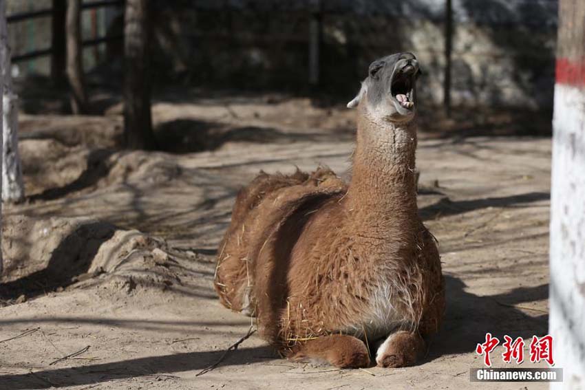 暖かい春の日差しを浴びてのんびり過(guò)ごす青蔵高原野生動(dòng)物園の動(dòng)物たち