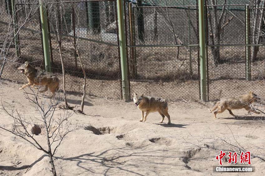 暖かい春の日差しを浴びてのんびり過ごす青蔵高原野生動物園の動物たち