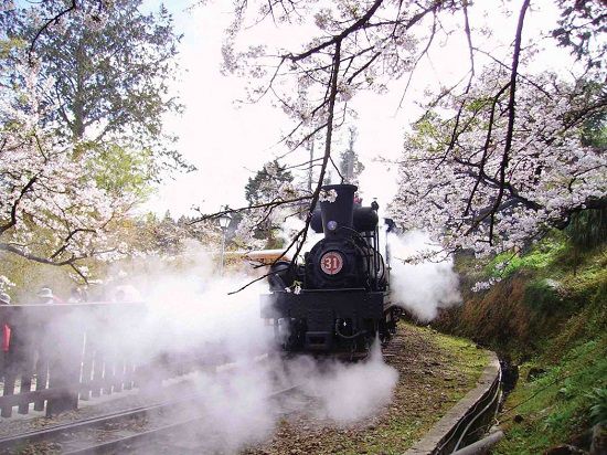 「ミニ汽車で阿里山へお花見」は殘念ながら今年は不可能