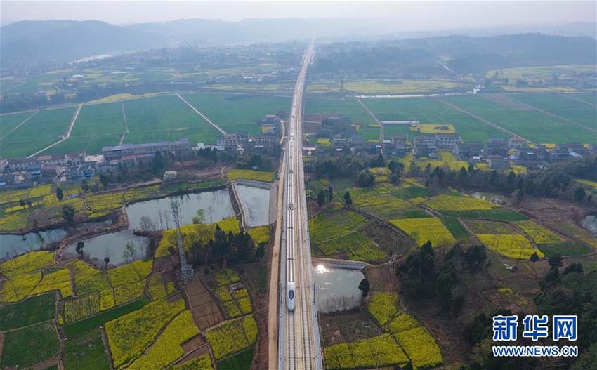 菜の花咲き誇る四川省江油市　花畑を走り抜ける高速鉄道