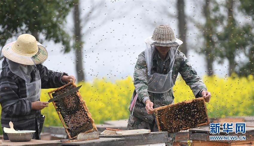 春、色づく菜の花とハチミツ収穫に勤しむ養(yǎng)蜂家たち