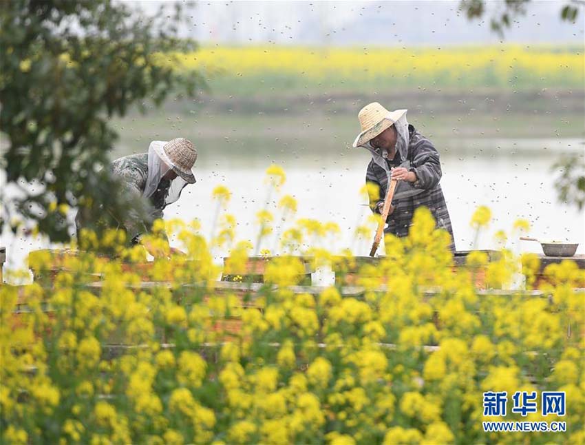 春、色づく菜の花とハチミツ収穫に勤しむ養(yǎng)蜂家たち