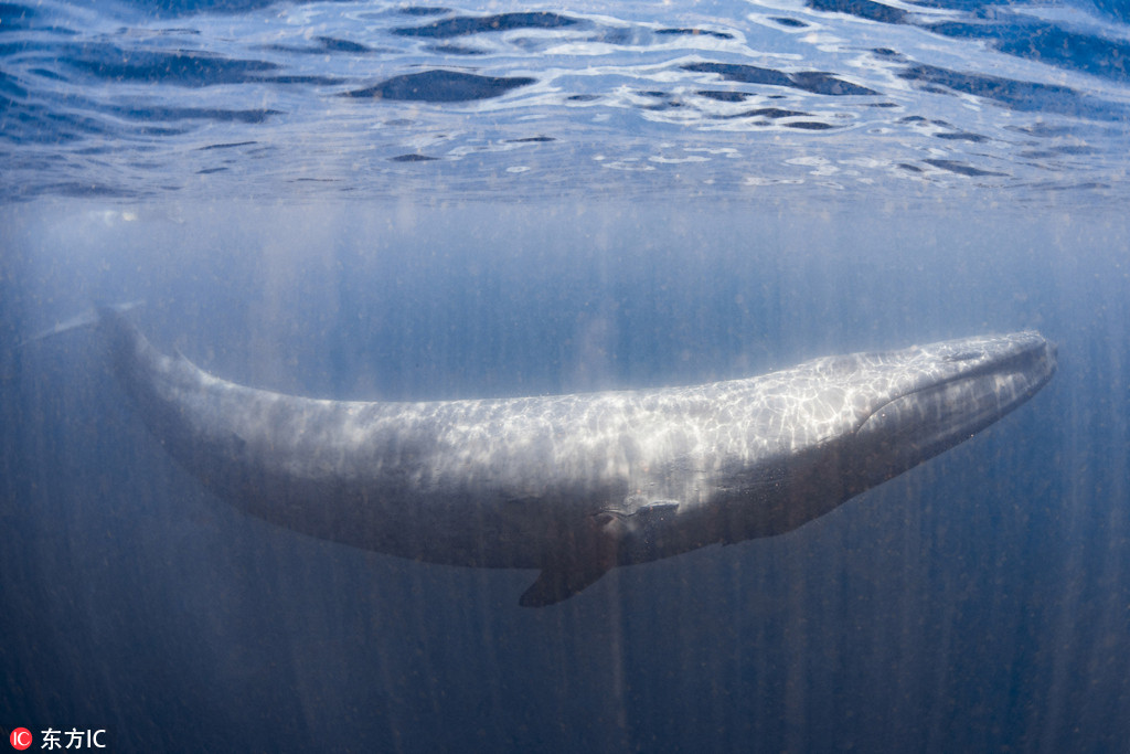 シロナガスクジラによるハート型の虹がかかった美しいブロー　スリランカ