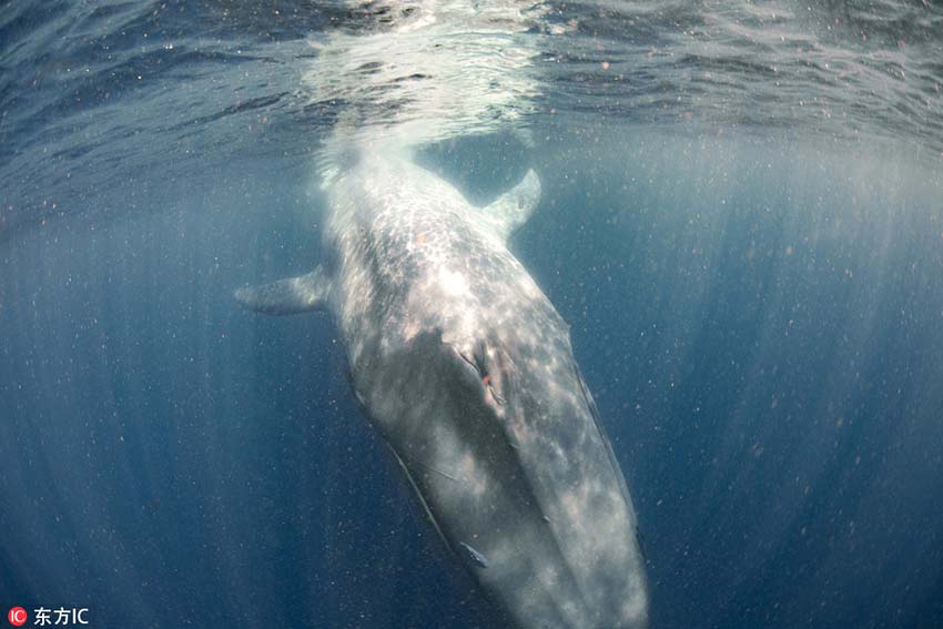 シロナガスクジラによるハート型の虹がかかった美しいブロー　スリランカ