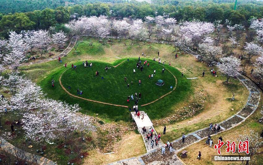 江西省南昌市の數(shù)萬株の桜の花が満開に　多くの人々が次々に花見に訪れる