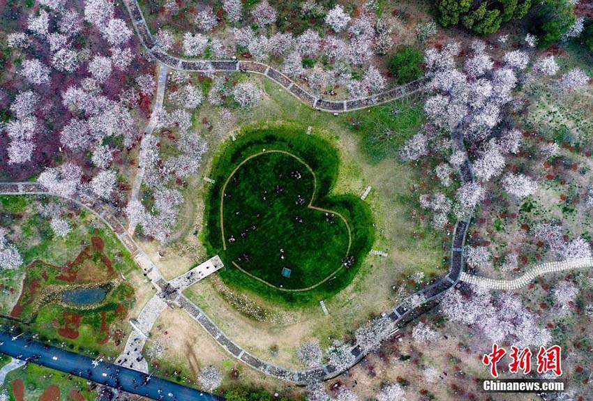 江西省南昌市の數(shù)萬株の桜の花が満開に　多くの人々が次々に花見に訪れる