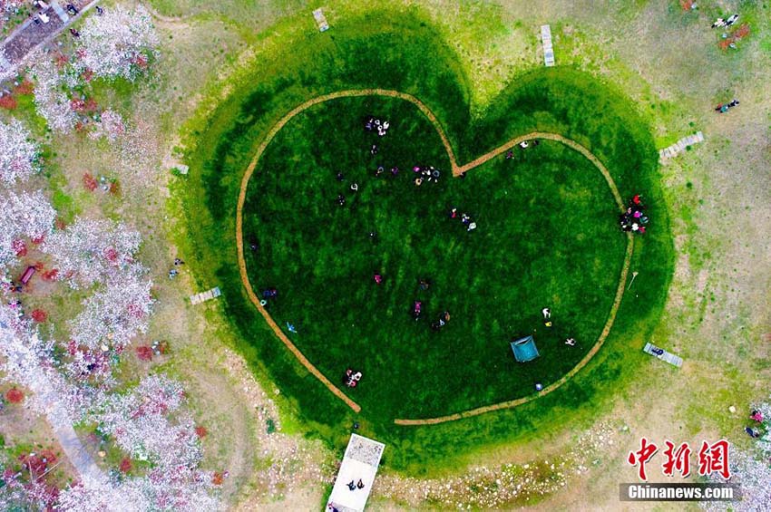 江西省南昌市の數(shù)萬株の桜の花が満開に　多くの人々が次々に花見に訪れる