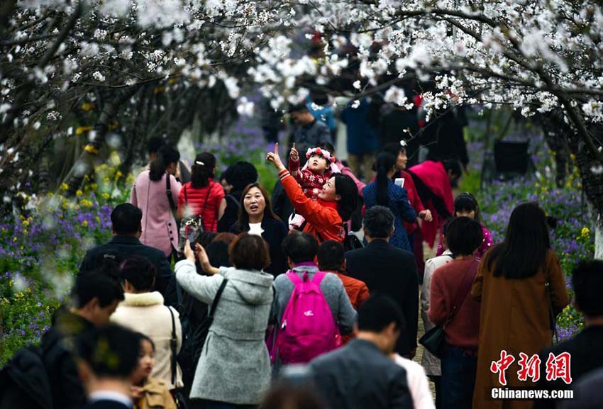 江西省南昌市の數(shù)萬(wàn)株の桜の花が満開(kāi)に　多くの人々が次々に花見(jiàn)に訪れる