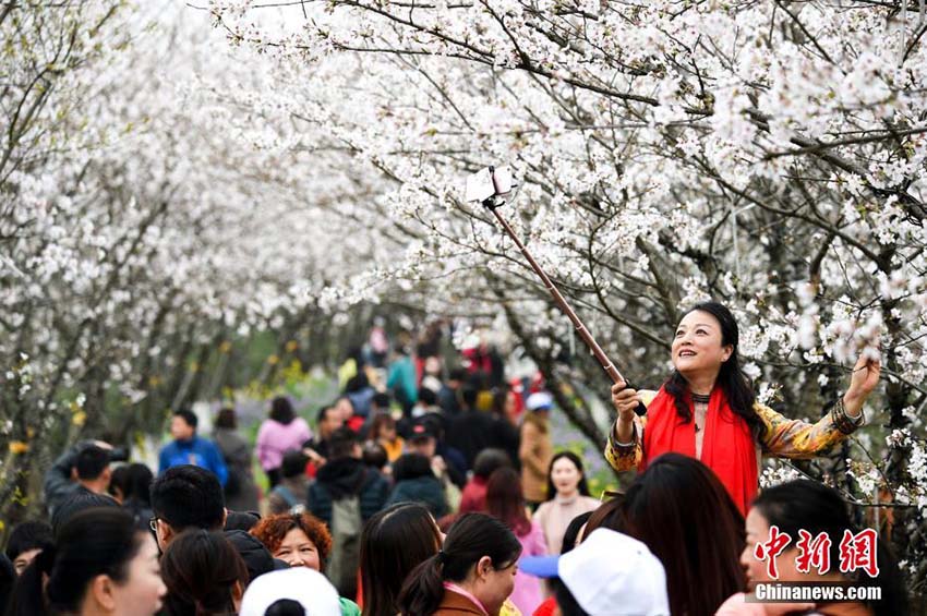 江西省南昌市の數(shù)萬株の桜の花が満開に　多くの人々が次々に花見に訪れる