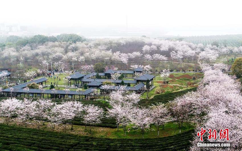 江西省南昌市の數(shù)萬株の桜の花が満開に　多くの人々が次々に花見に訪れる