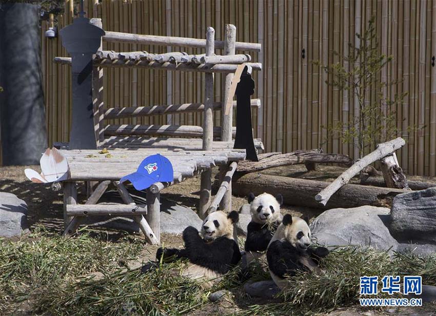 カナダのトロント動物園で最後のパンダ一般公開