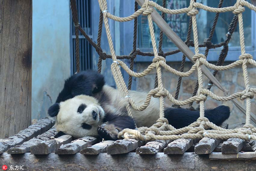 北京市に遅めの春到來(lái)、春の陽(yáng)気でウトウトするパンダの愛(ài)らしい寢姿