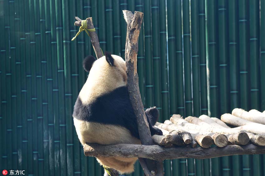 北京市に遅めの春到來、春の陽気でウトウトするパンダの愛らしい寢姿