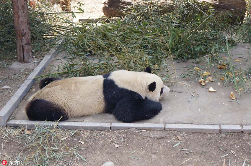 北京市に遅めの春到來、春の陽気でウトウトするパンダの愛らしい寢姿