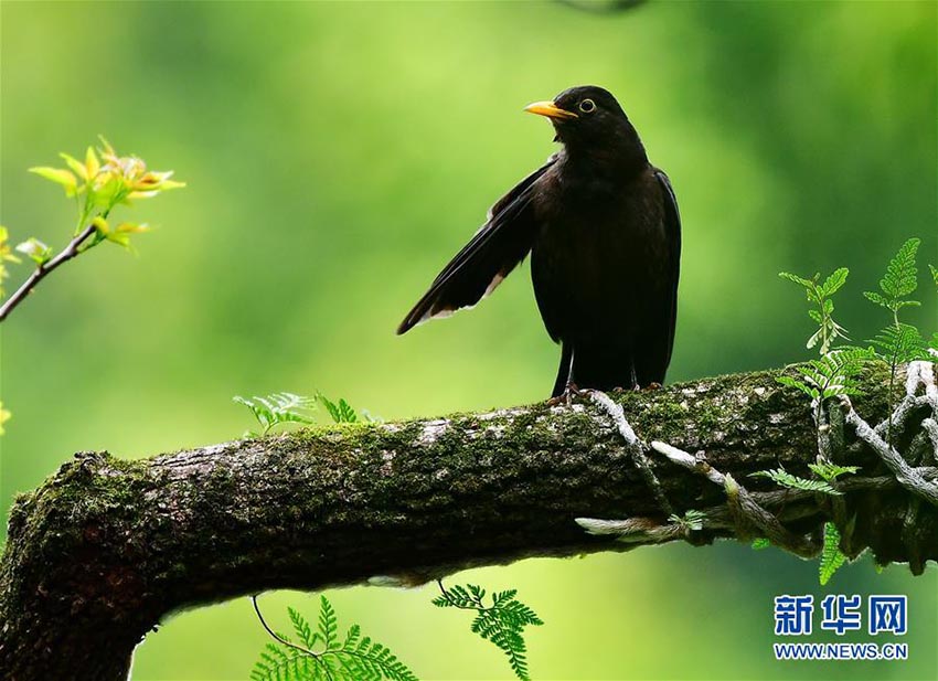 春が來(lái)た！鳥も來(lái)た！福州西湖公園