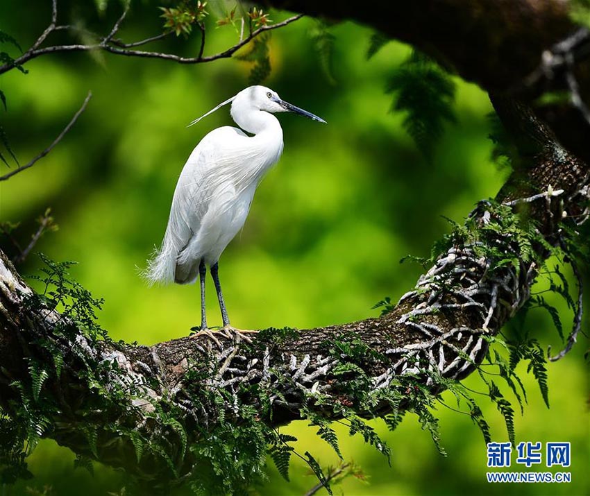 春が來(lái)た！鳥(niǎo)も來(lái)た！福州西湖公園