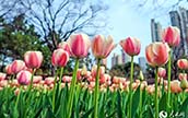 春の花が開(kāi)花した靜安雕塑公園