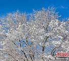 雪景色を堪能する瀋陽(yáng)市民