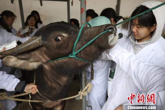 まずは牛の治療から 南京農(nóng)業(yè)大學(xué)が中獣醫(yī)學(xué)課程を新設(shè)