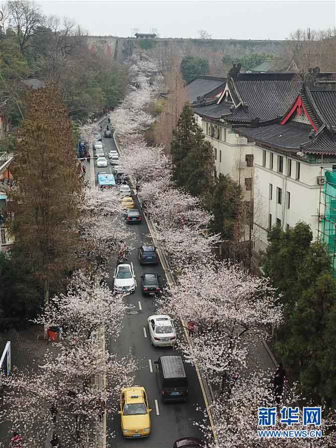 南京市の各スポットで桜が満開に　寫真撮影をする多くの花見客