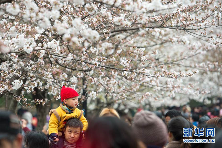 南京市の各スポットで桜が満開に　寫真撮影をする多くの花見客