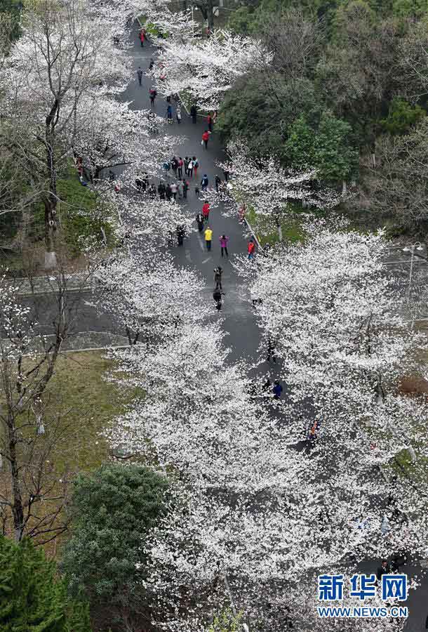 南京市の各スポットで桜が満開に　寫真撮影をする多くの花見客