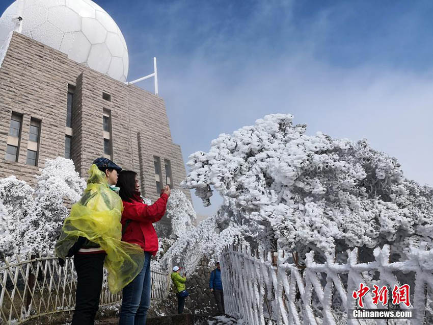 雪の中に梅の花　冬と春が入り混じる安徽省の黃山景勝地