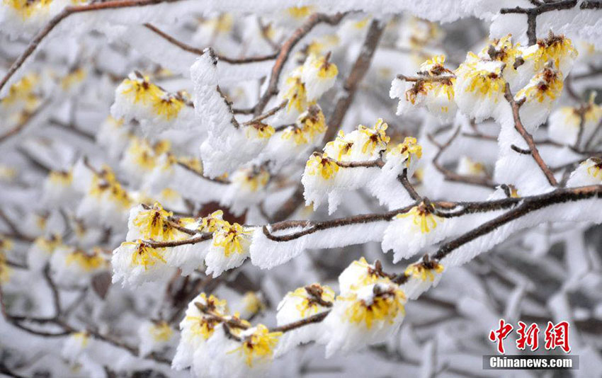 雪の中に梅の花　冬と春が入り混じる安徽省の黃山景勝地