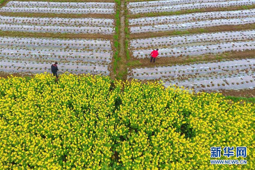 春分到來　春の繁忙期に突入する中國各地の農(nóng)家