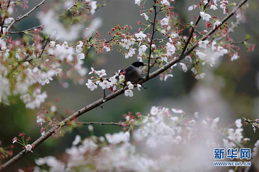 咲き誇る花々　中國各地に広がる春の景色